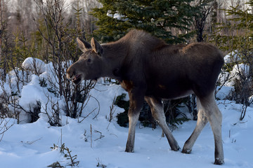 Alaska moose in winter forest