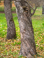 Tree trunk with swirling bark in the autumn park.