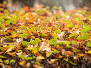 Branches with orange, green and yellow leaves in the autumn park.