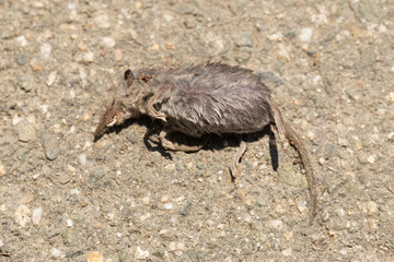 Common shrew (Sorex araneus), also known as the Eurasian shrew. Dead animal.