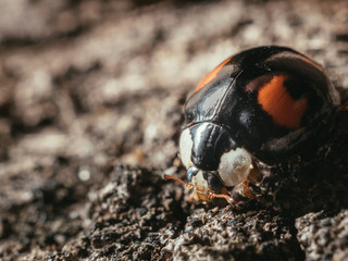 ladybug macro image, close up insect