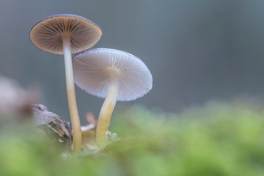 Strobilurus esculentus mushrooms in the forest.