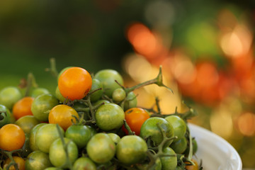 Green and orange cherry tomatoes, sungold, on the vine