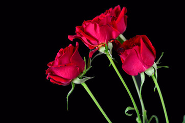 Closeup of Bouquet of long-stem red roses against black BG.