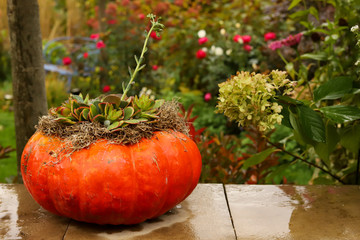 Landscape of a reddish orange cinderella pumpkin used as a container for echeveria and moss