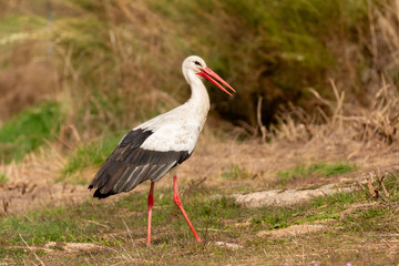 Elegant white stork
