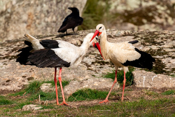 Group of black crows and storks