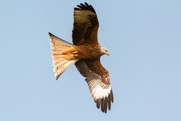 Awesome bird of prey in flight