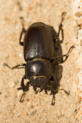 Lucanus cervus is the best-known species of stag beetle (family Lucanidae) in Western Europe. Imago, a female insect.