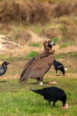 Portrait of a big vulture in the nature and some crows