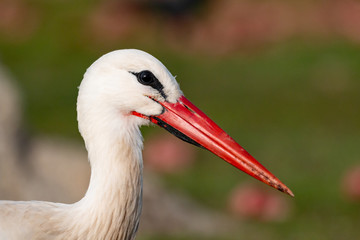 Portrait of a elegant stork