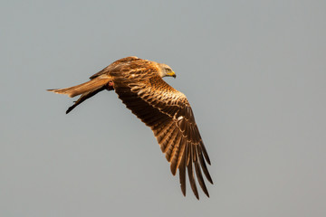 Awesome bird of prey in flight