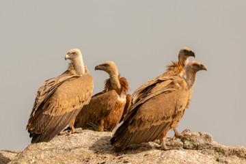 Vultures on a big rock with the cloudy sky