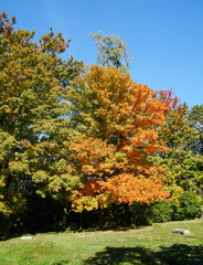 Fototapeta na wymiar Beautiful Fall Day in the Cemetary