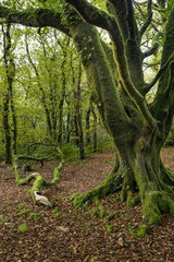 Draynes wood Ancient woodland at Golitha falls Bodmin moor Cornwall