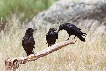 Three black crows on a dry branch