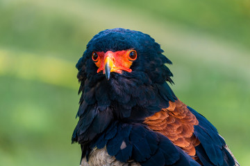 Portrait of a sub-saharan eagle