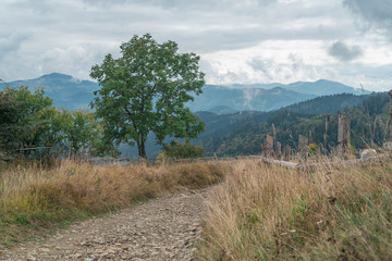 Obraz premium Scenic mountain road overlooking the forest and mountains
