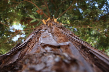 California Redwood
