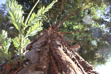 California Redwood Tree 2