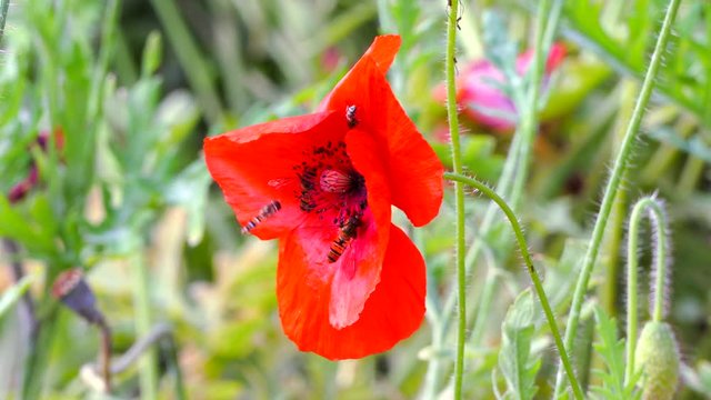 Closeup POV shot of hoverflies in summer gathering pollen from a single poppy, surrounded by greenery.