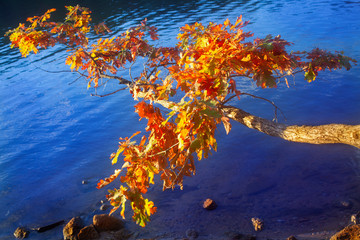 Fototapeta na wymiar An autumn view of colorful foliage on an oak tree hanging over blue water.