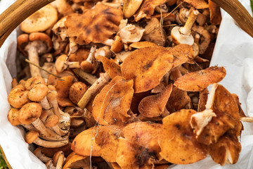 daylight. mushrooms. honey mushrooms. they are in the basket. small depth of field.