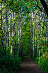 path in the forest with birch trees