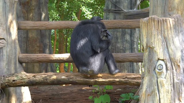 Mature chimpanzee perches enjoy on grass in zoo