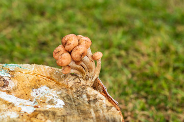 daylight. mushrooms mushrooms on a birch stump. shallow depth of field.