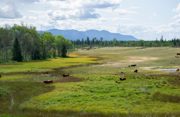 Cattle in Meadow