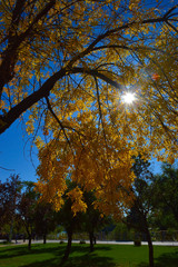 Fototapeta premium осенью в парке через пожелтевшую листву деревьев проглядывает солнце