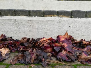 Colorful autumn leaves