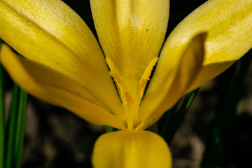 Frühling Blumen