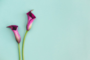 Beautiful violet calla lilies on turquoise background. - obrazy, fototapety, plakaty