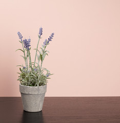 ceramic pot with lavender plants on a black table