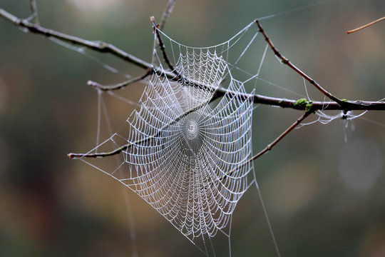 spider web on tree twig