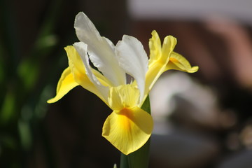 close up look of tulips, fresia, plumeria and cactus flowers from Crete