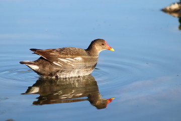 bird