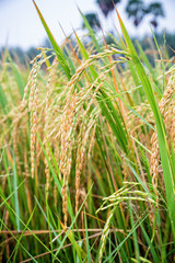 Close up beautiful nature green rice plant with yellow stalk ripe ear of rice in paddy field, Time to harvest on cereal farm and agriculture in Thailand