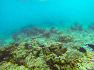 Fototapeta na wymiar Moray eel (Muraenidae) underwater at maldives