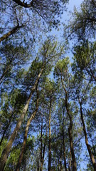 Obraz premium Barren pine forest in the city of jogja