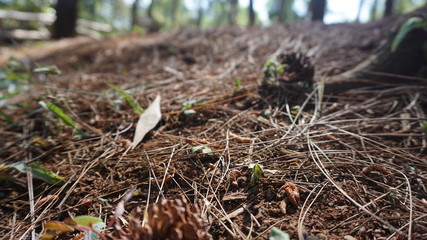 Barren pine forest in the city of jogja