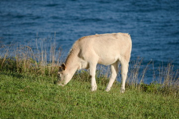 Naklejka na ściany i meble A veal grazing nearby the Cantabrian Sea, Cantabria, Spain