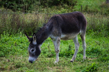 Naklejka na ściany i meble A donkey grazing the meadows of Cantabria, Spain