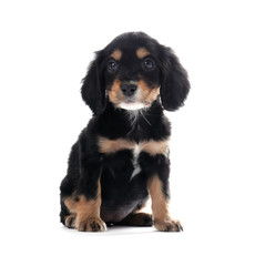 Cute English Cocker Spaniel puppy on white background