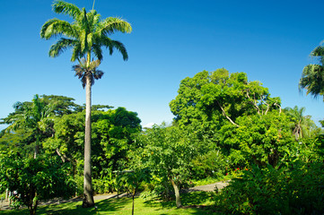 Fototapeta na wymiar Beautiful botanical garden - Jardin de Deshaies, north west of Basse-Terre, Guadeloupe, Caribbean