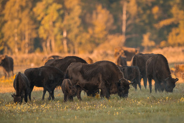 European bison - Bison bonasus in the Knyszyn Forest (Poland)