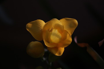close up look of tulips, fresia, plumeria and cactus flowers from Crete