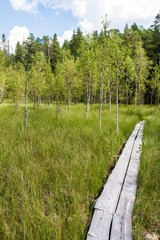 Wooden footpath over swamp in Pyha-Hakki national park, Finland